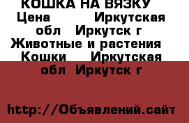 КОШКА НА ВЯЗКУ › Цена ­ ... - Иркутская обл., Иркутск г. Животные и растения » Кошки   . Иркутская обл.,Иркутск г.